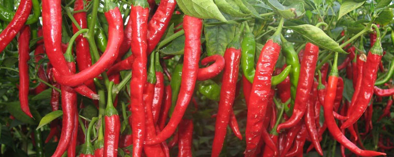 辣椒澆水的正確方法