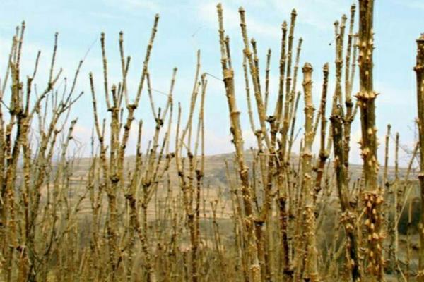 刺龍苞怎么種植