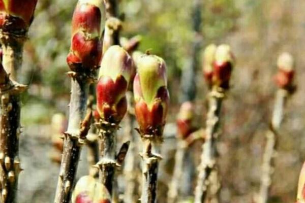 刺龍苞怎么種植