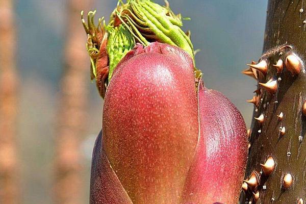 刺龍苞怎么種植