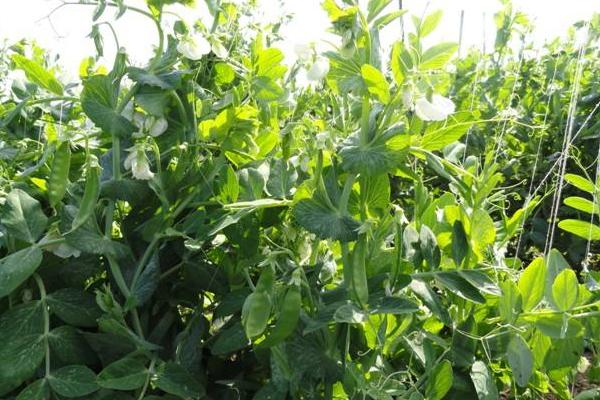 菜豌豆種植技術