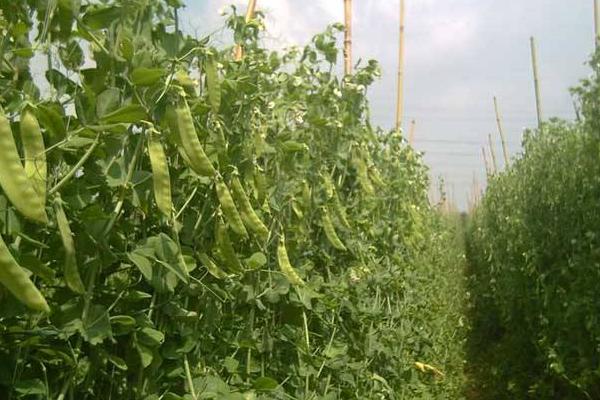 菜豌豆種植技術