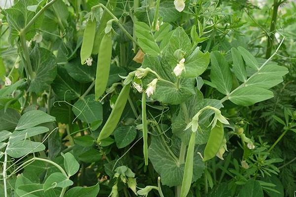 菜豌豆種植技術