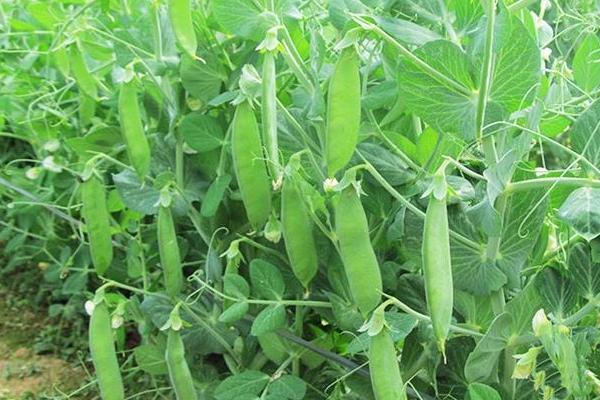 菜豌豆種植技術