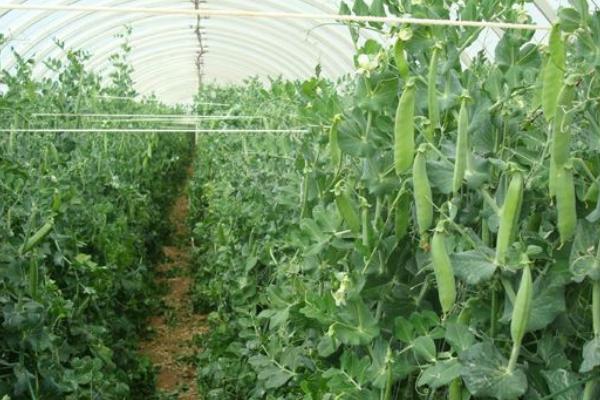 菜豌豆種植技術