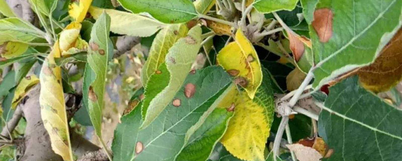 烯酰嗎啉防治什么病