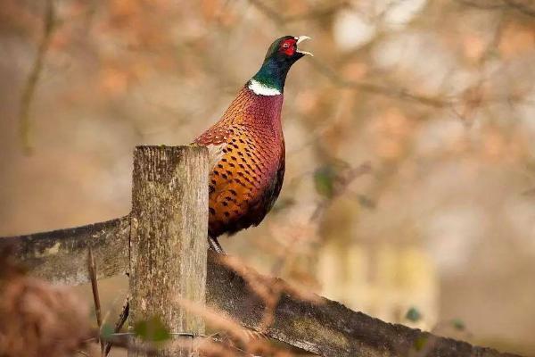 北方養殖好項目