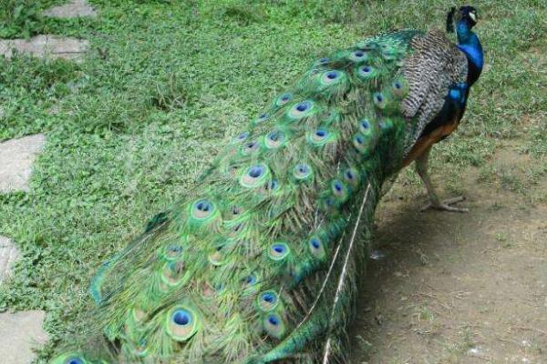 北方養殖好項目