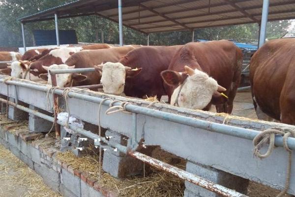 北方養殖好項目