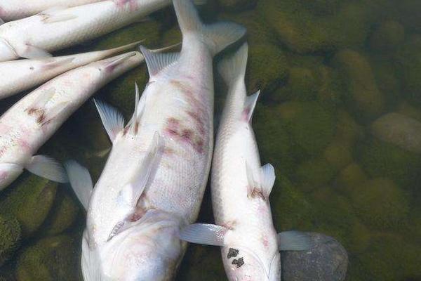 草魚病診斷與治療