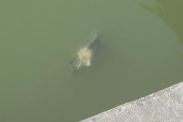 草魚病診斷與治療