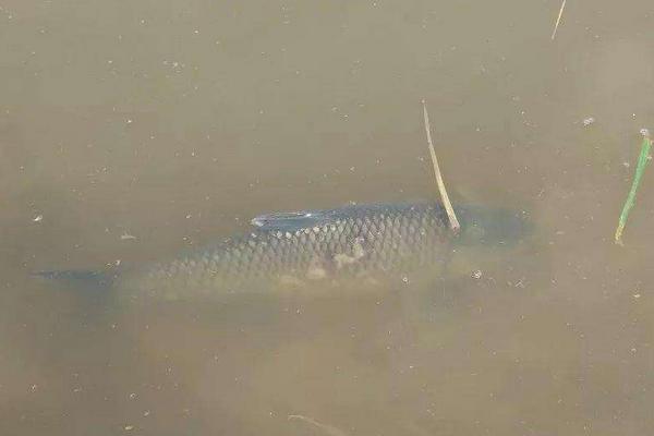 草魚病診斷與治療