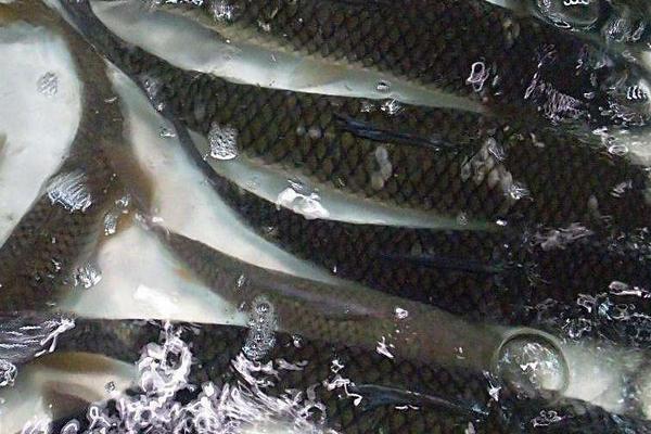 草魚病診斷與治療