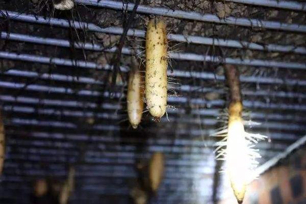 懸空種植山藥的技術