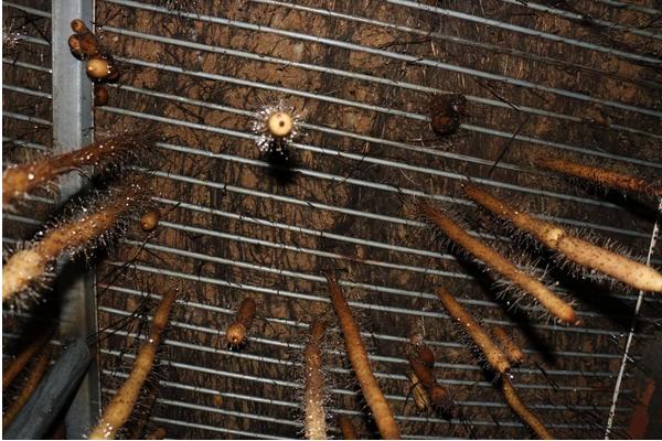 懸空種植山藥的技術