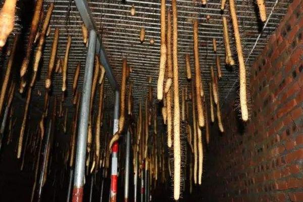 懸空種植山藥的技術