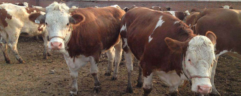 南方養牛失敗原因