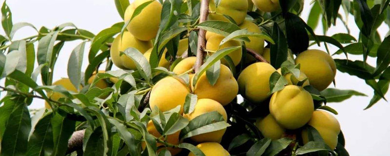 黃桃一畝地種多少棵