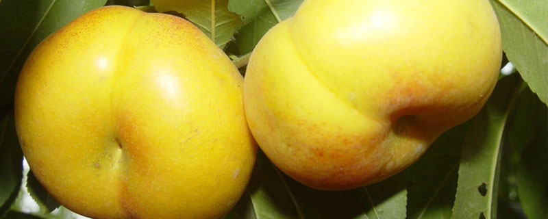 風味皇后桃品種介紹