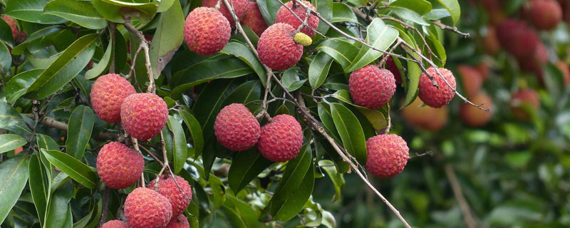 適合南方種植的果樹