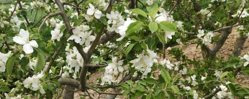 蕓苔素內(nèi)酯基礎(chǔ)知識(shí)