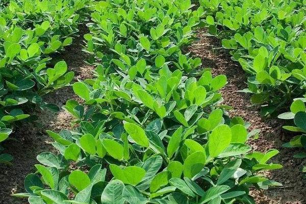 花生田除草劑配方