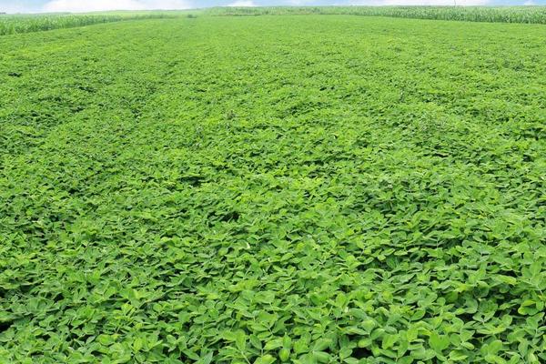 花生田除草劑配方