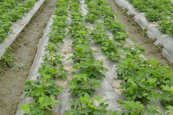 花生田除草劑配方