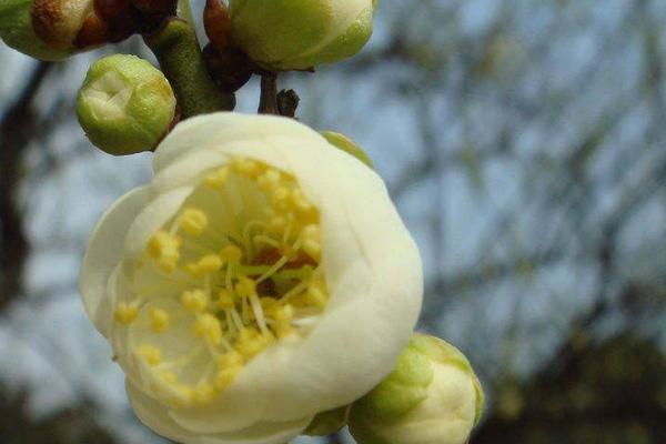 綠海棠花的養殖方法