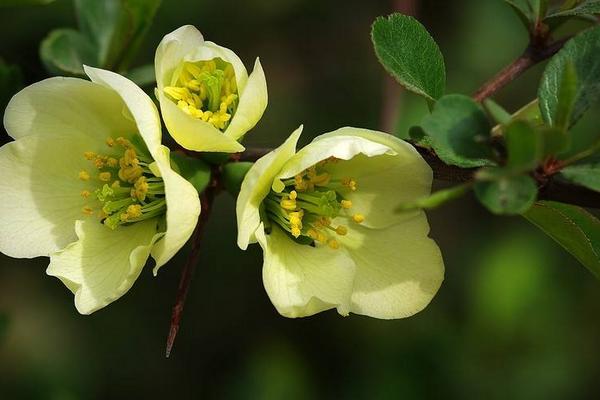 綠海棠花的養殖方法
