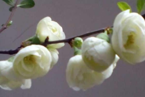 綠海棠花的養殖方法