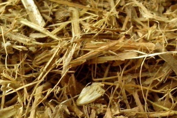 山羊飼料粗料配方