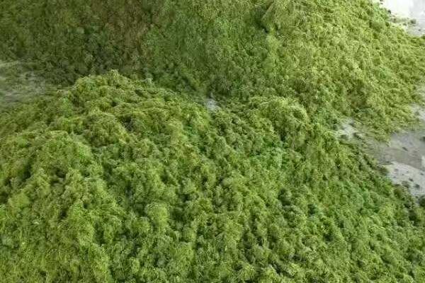 山羊飼料粗料配方