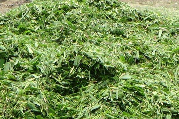 山羊飼料粗料配方