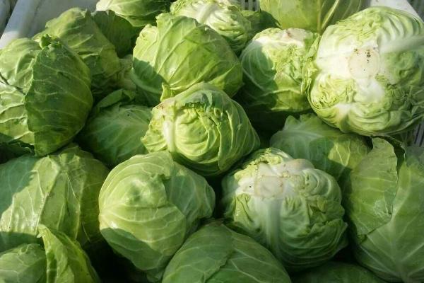 甘藍的種植方法和時間