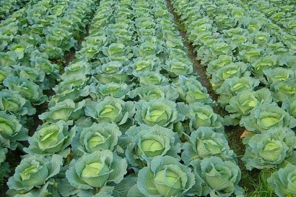 甘藍的種植方法和時間