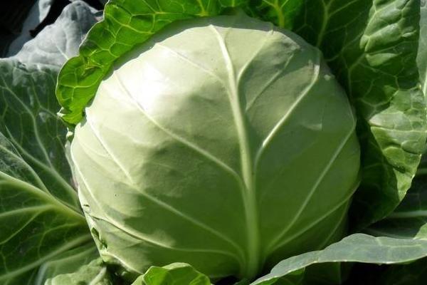 甘藍的種植方法和時間