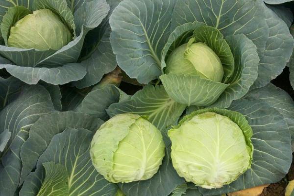 甘藍的種植方法和時間