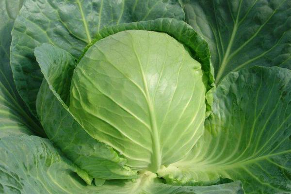 甘藍的種植方法和時間