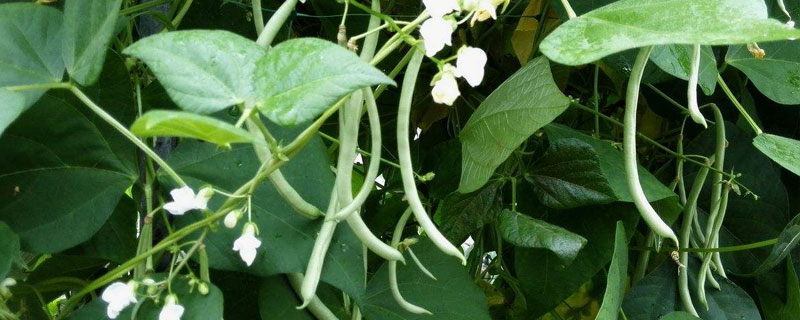 2月份適合種植什么蔬菜