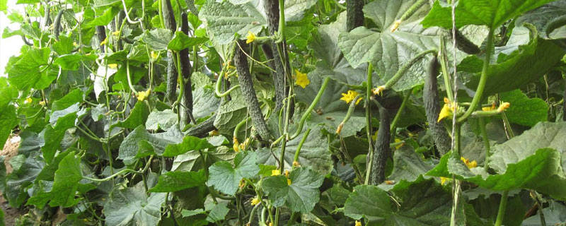 醋加白糖噴黃瓜行嗎