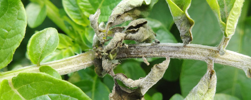 增威贏綠使用方法