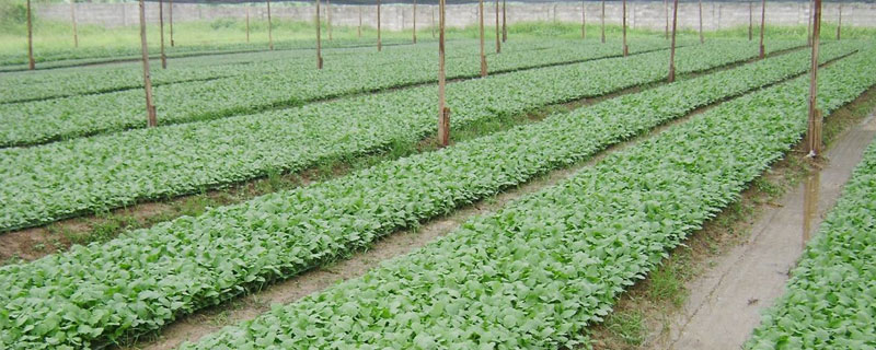 茄子的育苗方法和時間