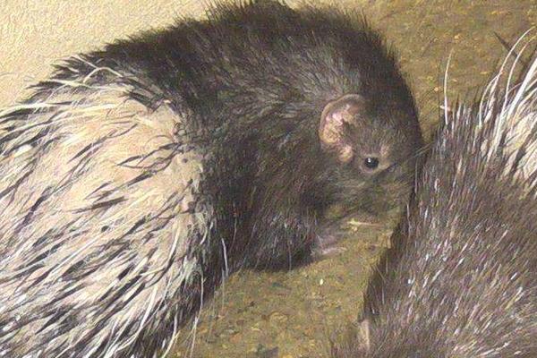 那里有豪豬苗買