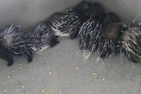 那里有豪豬苗買