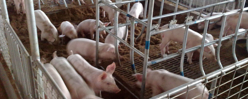 斷奶豬仔拉稀怎么治療