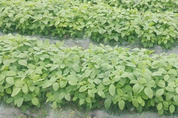 黃豆種植時間和技術