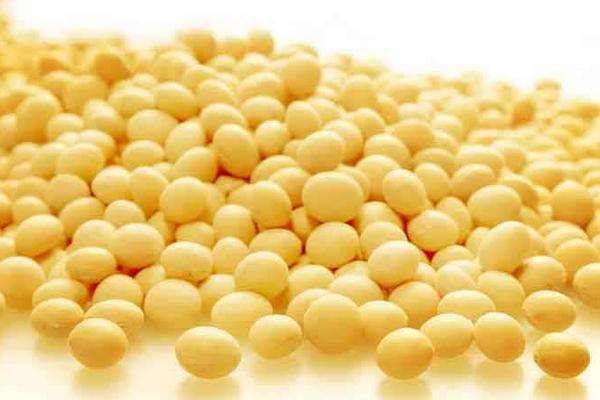 黃豆種植時間和技術