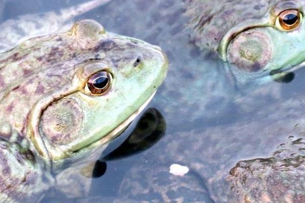 牛蛙吃什么飼料