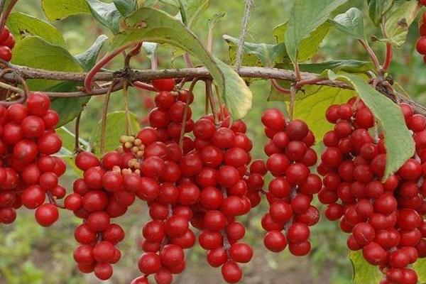 五味子種植技術及收益